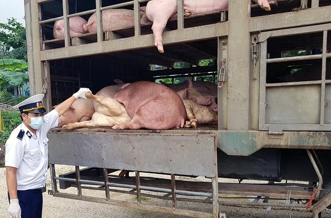 Ngăn chặn, phát hiện và xử lý nghiêm các trường hợp buôn bán, vận chuyển trái phép lợn qua biên giới vào địa bàn tỉnh